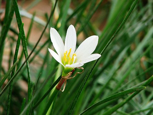 Zephyranthes candida